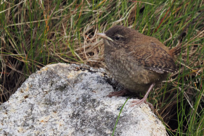 Wren (juvenile), St Kilda