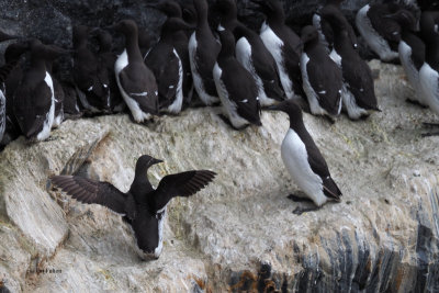 Guillemot, St Kilda