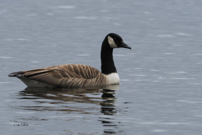 Canada Goose, Sallochy-Loch Lomond, Clyde