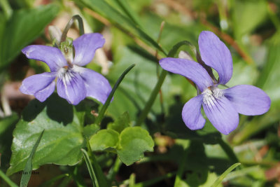 Dog Violet, Sallochy Wood, Clyde