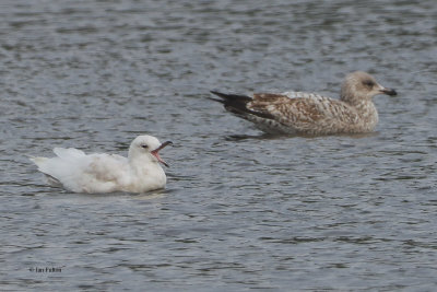 Iceland Gull, Strathclyde Loch, Clyde