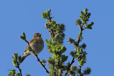 Willow Warbler, Low Mains, Clyde