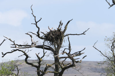 Osprey nest, Loch Lomond NNR