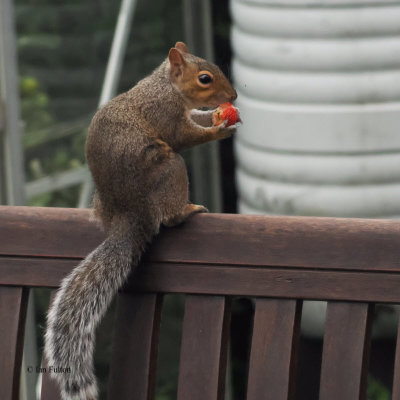 Grey Squirrel, Baillieston-Glasgow