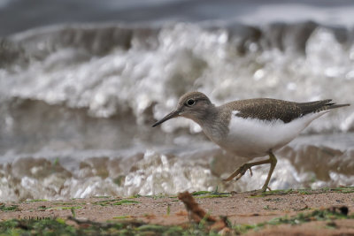 Common Sandpiper, RSPB Loch Lomond, Clyde