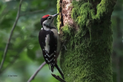 Great Spotted Woodpecker, RSPB Loch Lomond, Clyde