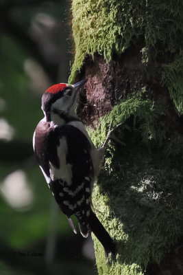 Great Spotted Woodpecker, RSPB Loch Lomond, Clyde