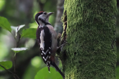 Great Spotted Woodpecker, RSPB Loch Lomond, Clyde