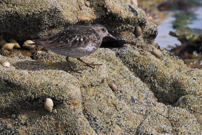 Purple Sandpiper, Fife Ness
