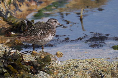 Purple Sandpiper, Fife Ness