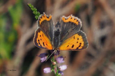 Small Copper, The Hermitage-Dunkeld, Perthshire