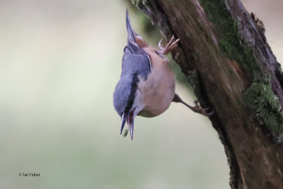 Nuthatch, Auchingyle Wood, Clyde