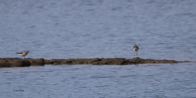 Greenshanks, Ring Point-RSPB Loch Lomond, Clyde