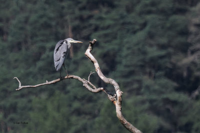 Grey Heron, Loch Lomond NNR, Clyde