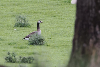 Odd Canada Goose, Gartfairn, Clyde
