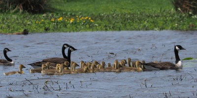 Canada Geese, Endrick Water, Clyde