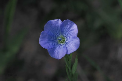 Flax, Brookhouse, S Yorks