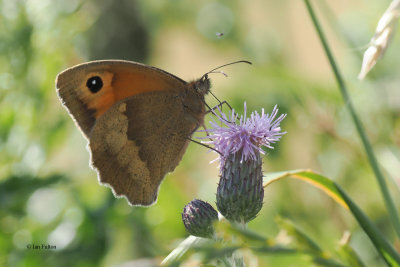 Meadow Brown, Brookhouse, S Yorks