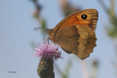 Meadow Brown, Brookhouse, S Yorks