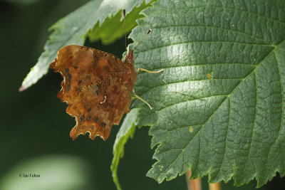 Comma, Brookhouse, S Yorks