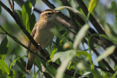 Sedge Warbler, Crom Mhin, Clyde