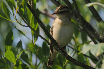 Sedge Warbler, Crom Mhin, Clyde