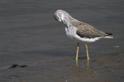 Greenshank, Erskine Harbour, Clyde