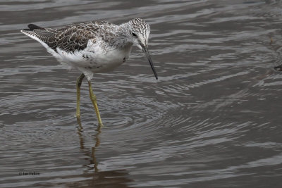 Greenshank, Erskine Harbour, Clyde