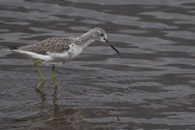 Greenshank, Erskine Harbour, Clyde