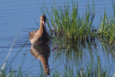 Black-tailed Godwit, RSPB Baron's Haugh, Clyde