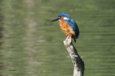 Kingfisher, River Clyde at RSPB Baron's Haugh