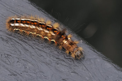 Knot grass moth caterpillar, RSPB Loch Lomond