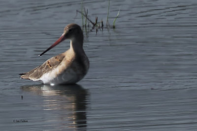 Black-tailed Godwit, RSPB Baron's Haugh, Clyde