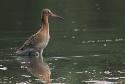 Black-tailed Godwit, RSPB Baron's Haugh, Clyde