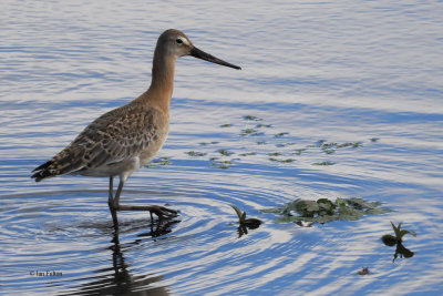 Black-tailed Godwit, Hillend Reservoir, Clyde