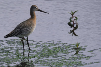 Black-tailed Godwit, Hillend Reservoir, Clyde