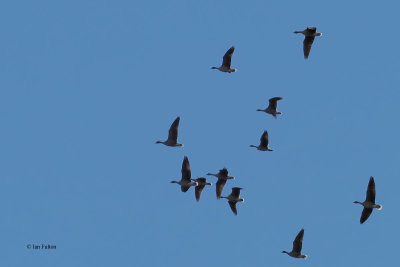 Pink-footed Geese, Hillend Reservoir, Clyde