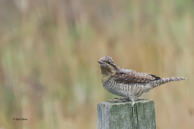 Wryneck, Torness, Lothian