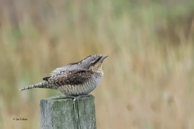 Wryneck, Torness, Lothian