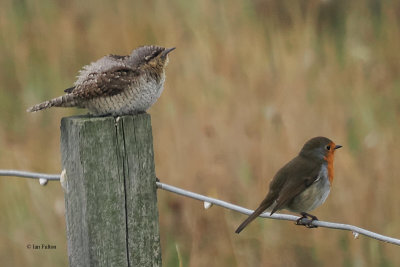 Wryneck & Robin, Torness, Lothian
