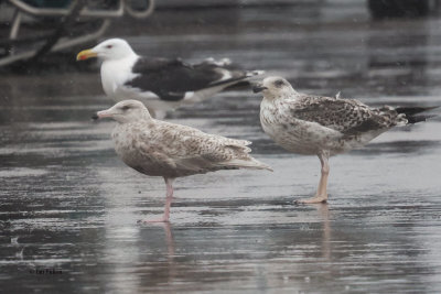 Glaucous Gull, Lerwick, Shetland