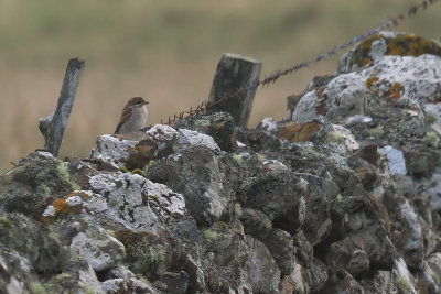 Red-backed Shrike, Clingera, Unst-Shetland