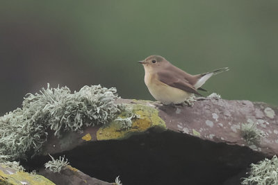 Red-breasted Flycatcher, Sumburgh Head, Shetland
