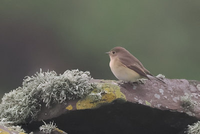 Red-breasted Flycatcher, Sumburgh Head, Shetland