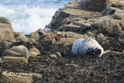 Common Seal and Otters, Leebitten, Shetland