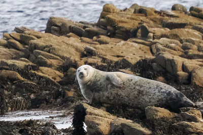 Common Seal, Leebitten, Shetland