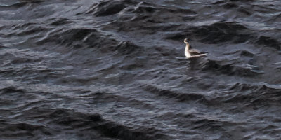 Grey Phalarope, Sumburgh Head, Shetland