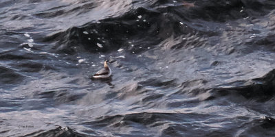 Grey Phalarope, Sumburgh Head, Shetland