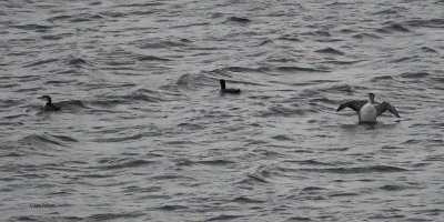 Great Northern Divers, South Nesting, Shetland