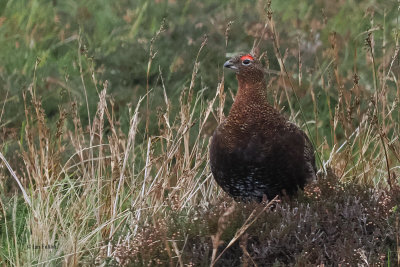 Red Grouse, near Vidlin, Shetland
